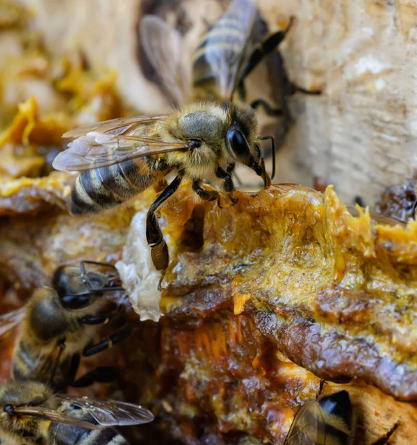 PROPOLIS