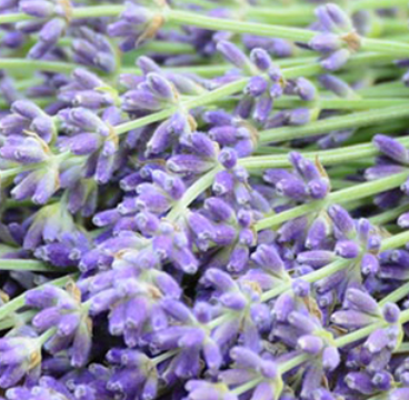 LAVENDER  OIL